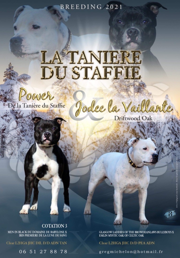 De La Taniere Du Staffie - Gestation confirmée !!!