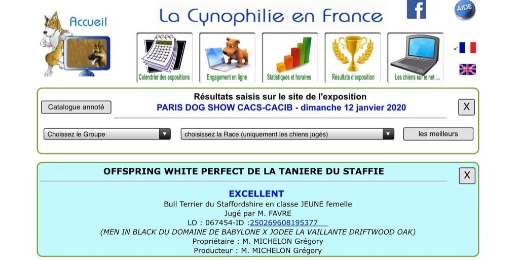 Offspring white perfect De La Taniere Du Staffie
