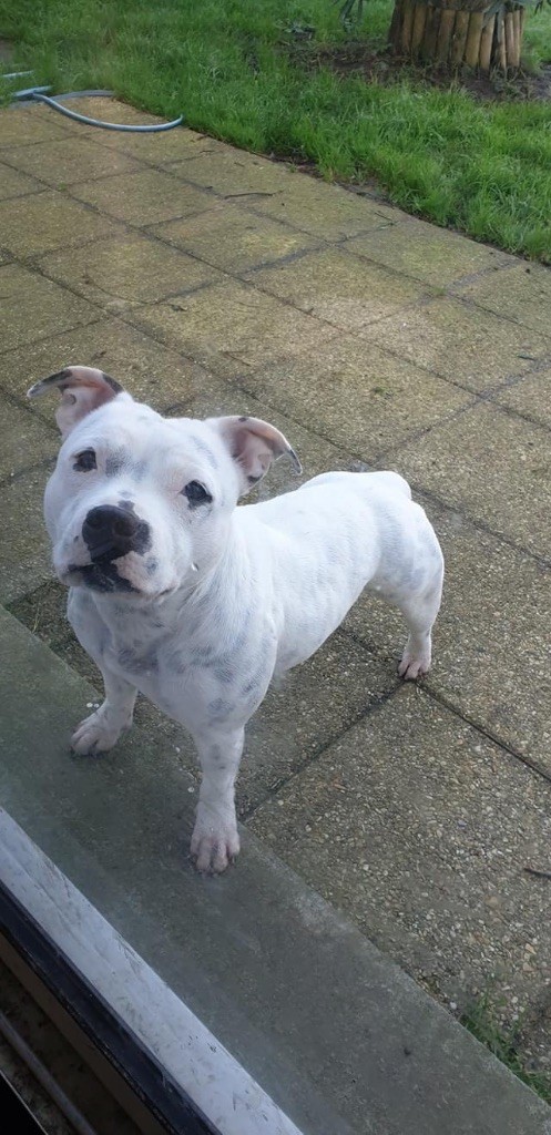 Offspring white perfect De La Taniere Du Staffie