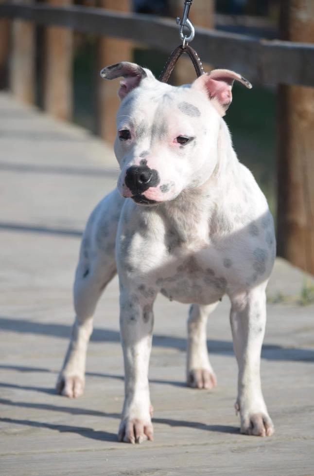 Offspring white perfect De La Taniere Du Staffie