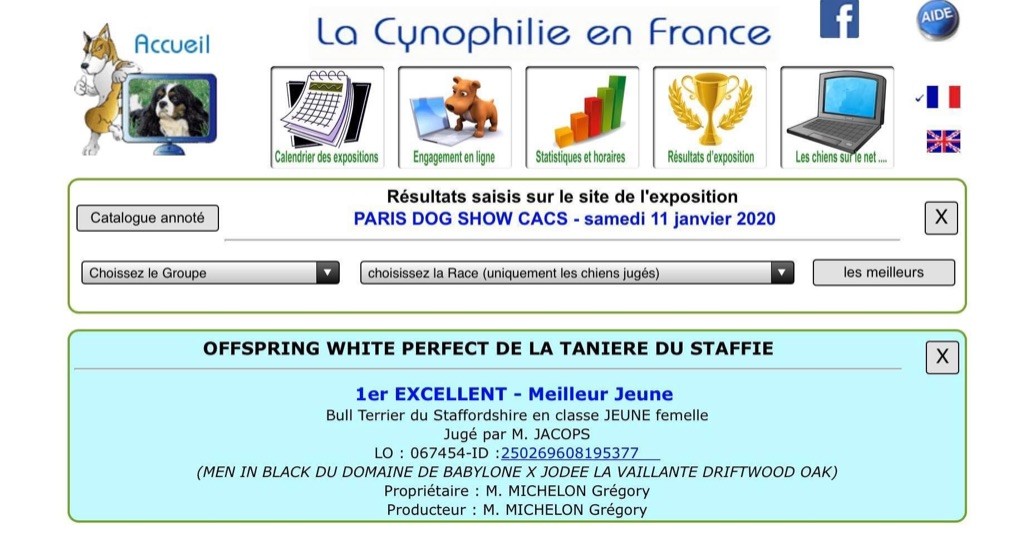 Offspring white perfect De La Taniere Du Staffie