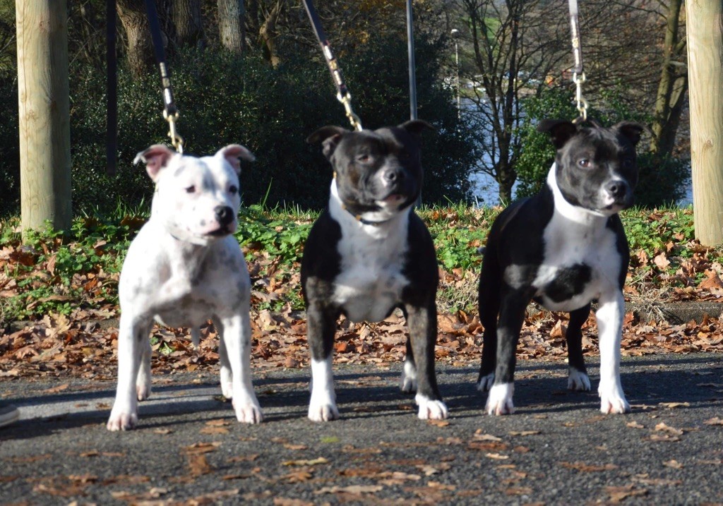 Offspring white perfect De La Taniere Du Staffie