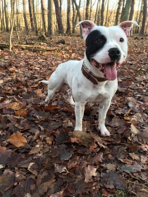 Oslo the white pirate De La Taniere Du Staffie