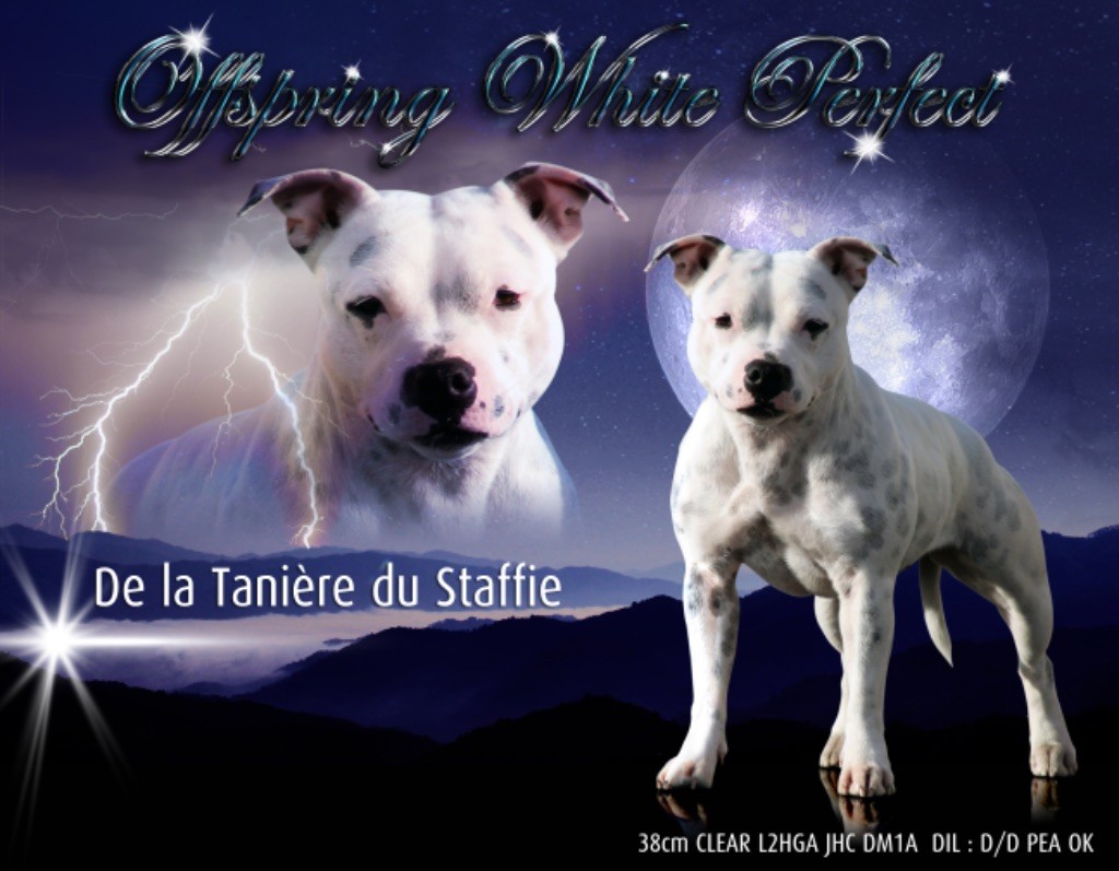 Offspring white perfect De La Taniere Du Staffie