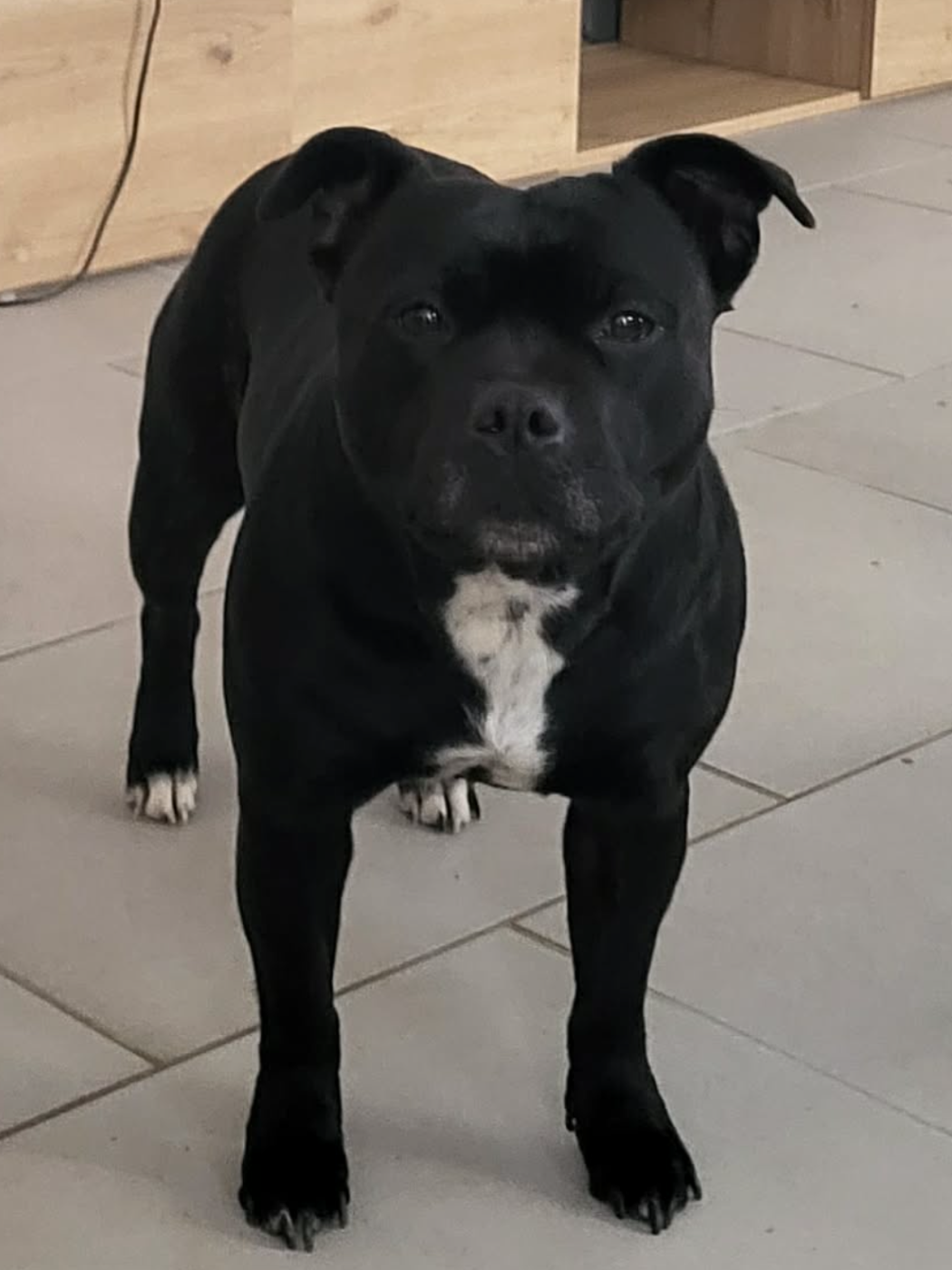 Skiny De La Taniere Du Staffie