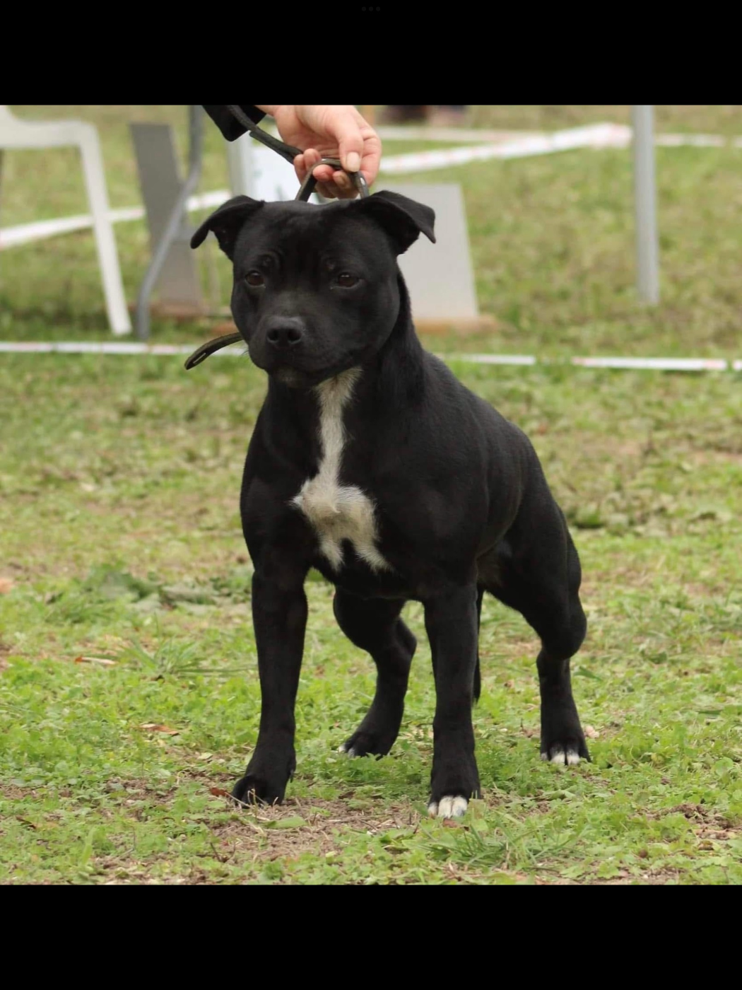 Sunshine De La Taniere Du Staffie