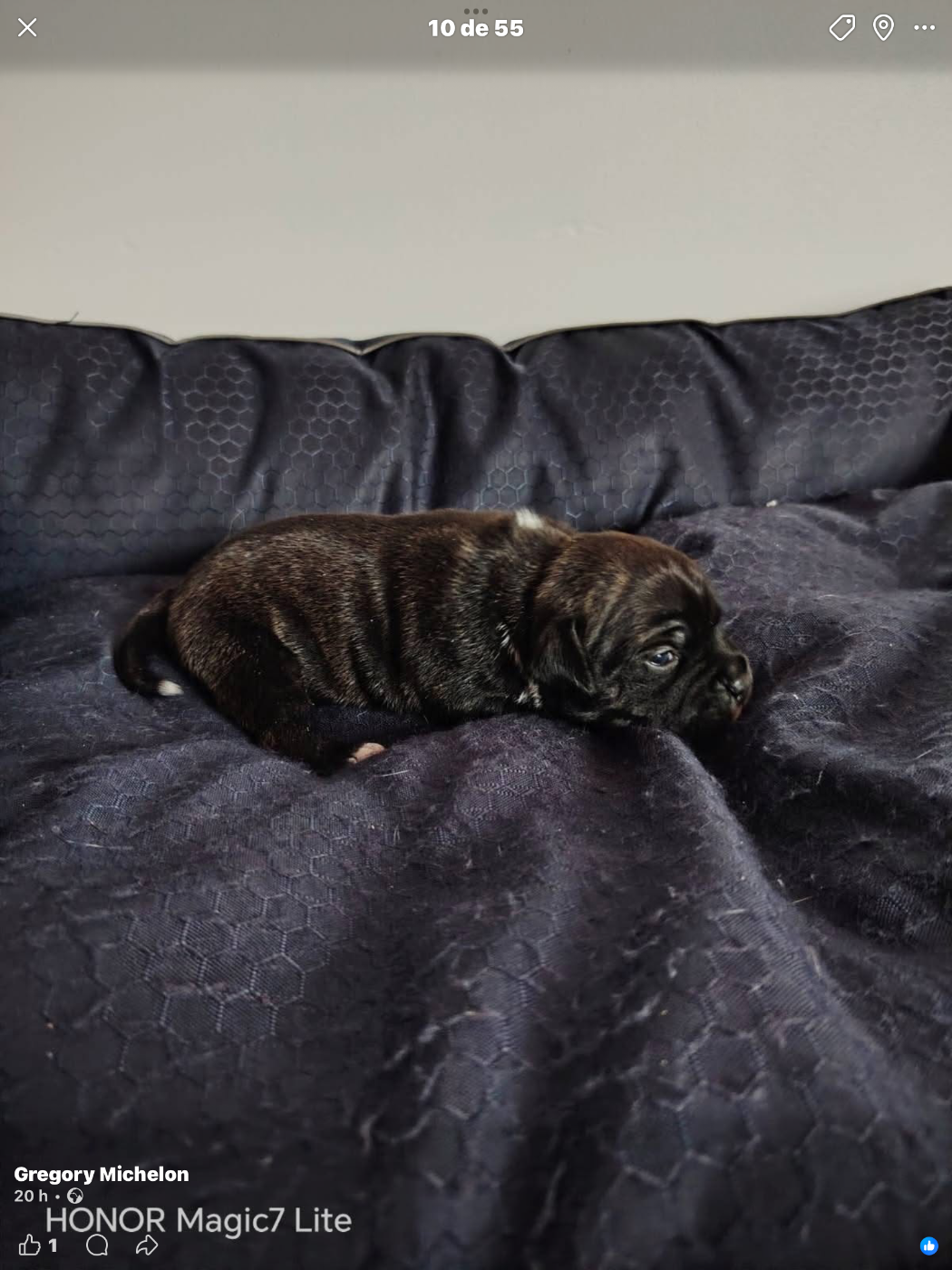 De La Taniere Du Staffie - Chiots disponibles - Staffordshire Bull Terrier