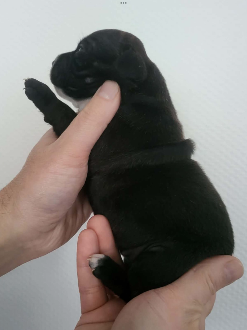 De La Taniere Du Staffie - Chiots disponibles - Staffordshire Bull Terrier