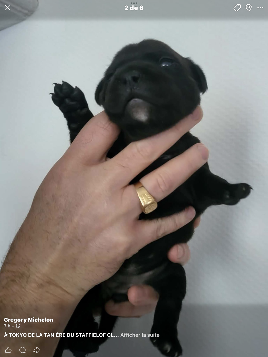 De La Taniere Du Staffie - Chiots disponibles - Staffordshire Bull Terrier
