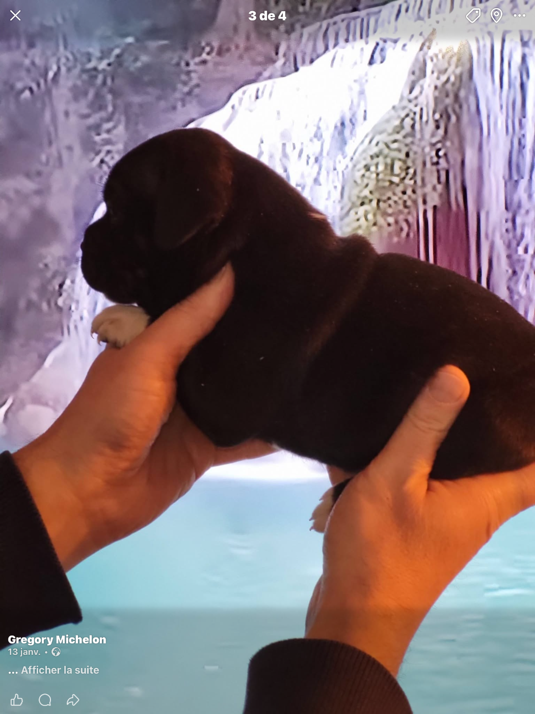 De La Taniere Du Staffie - Chiots disponibles - Staffordshire Bull Terrier