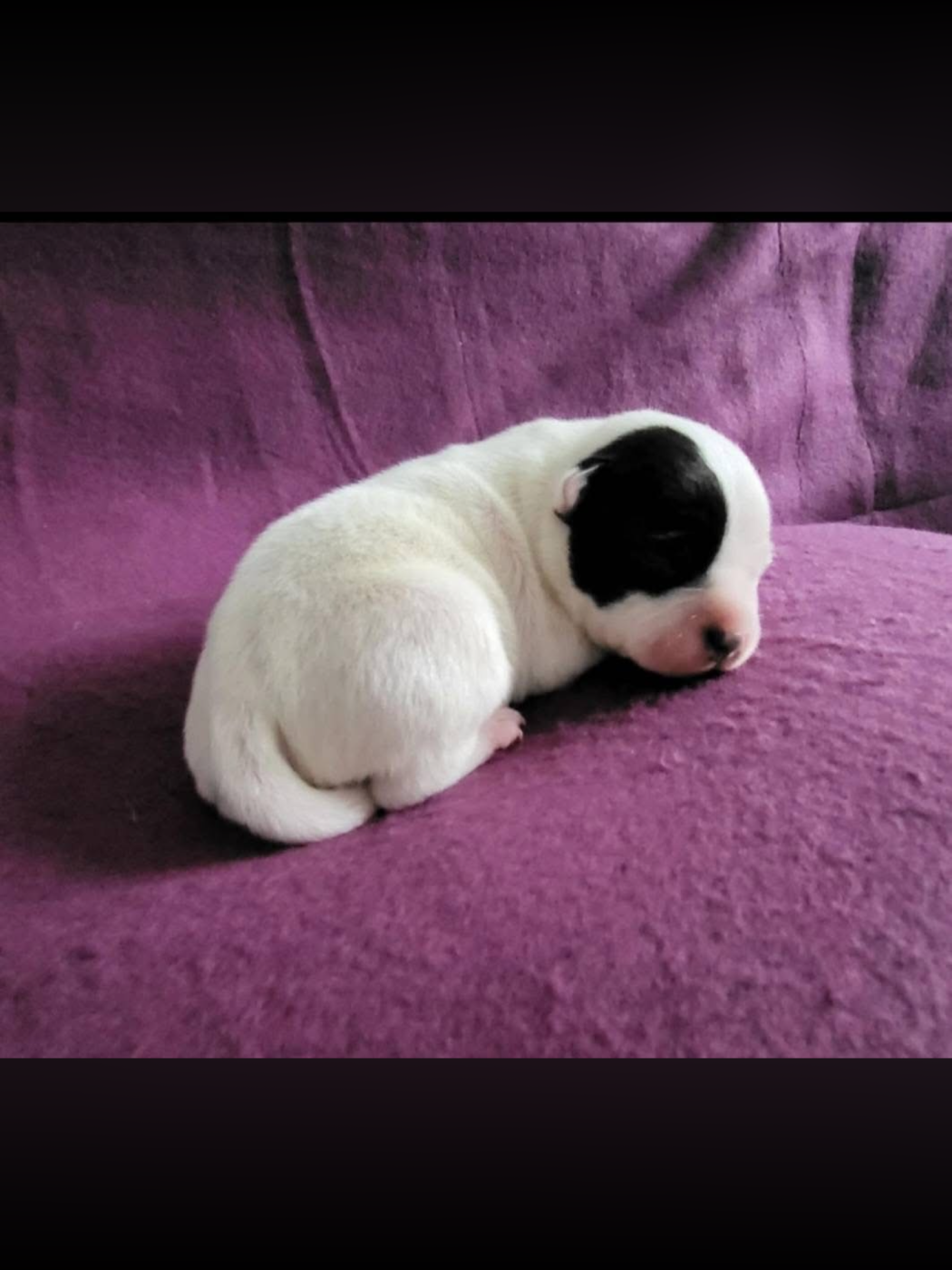 De La Taniere Du Staffie - Chiots disponibles - Staffordshire Bull Terrier