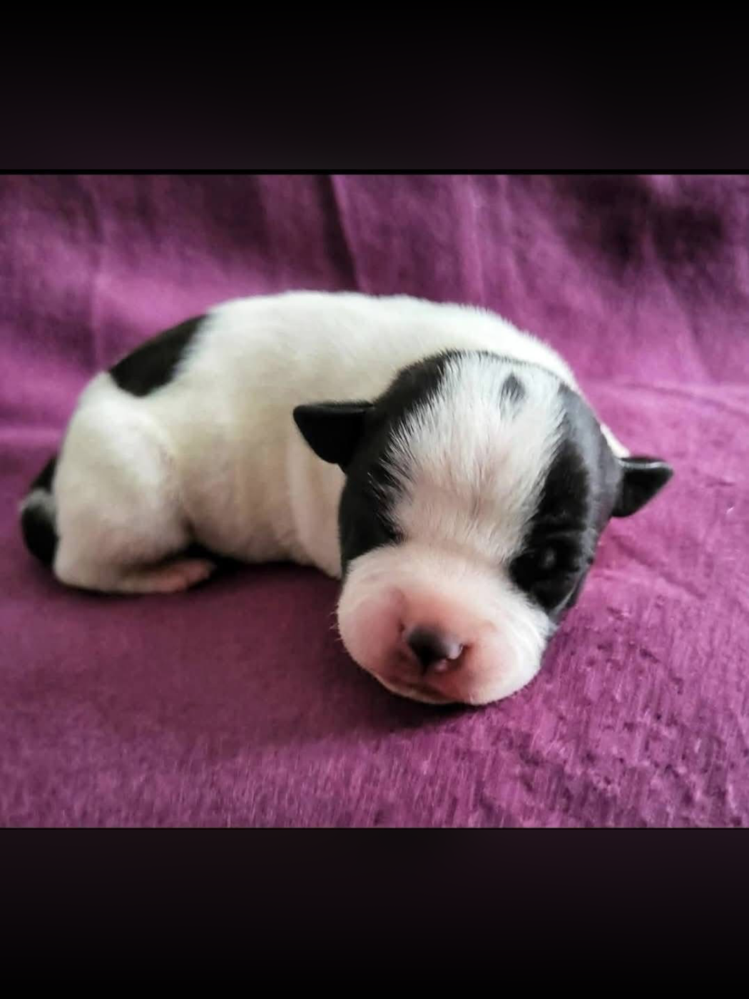 De La Taniere Du Staffie - Chiots disponibles - Staffordshire Bull Terrier