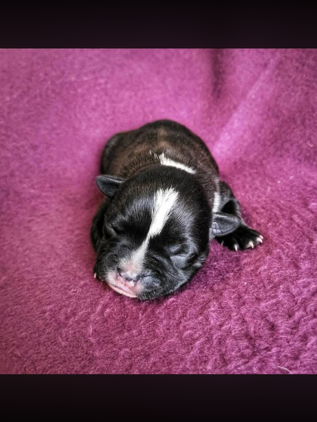 De La Taniere Du Staffie - Chiots disponibles - Staffordshire Bull Terrier