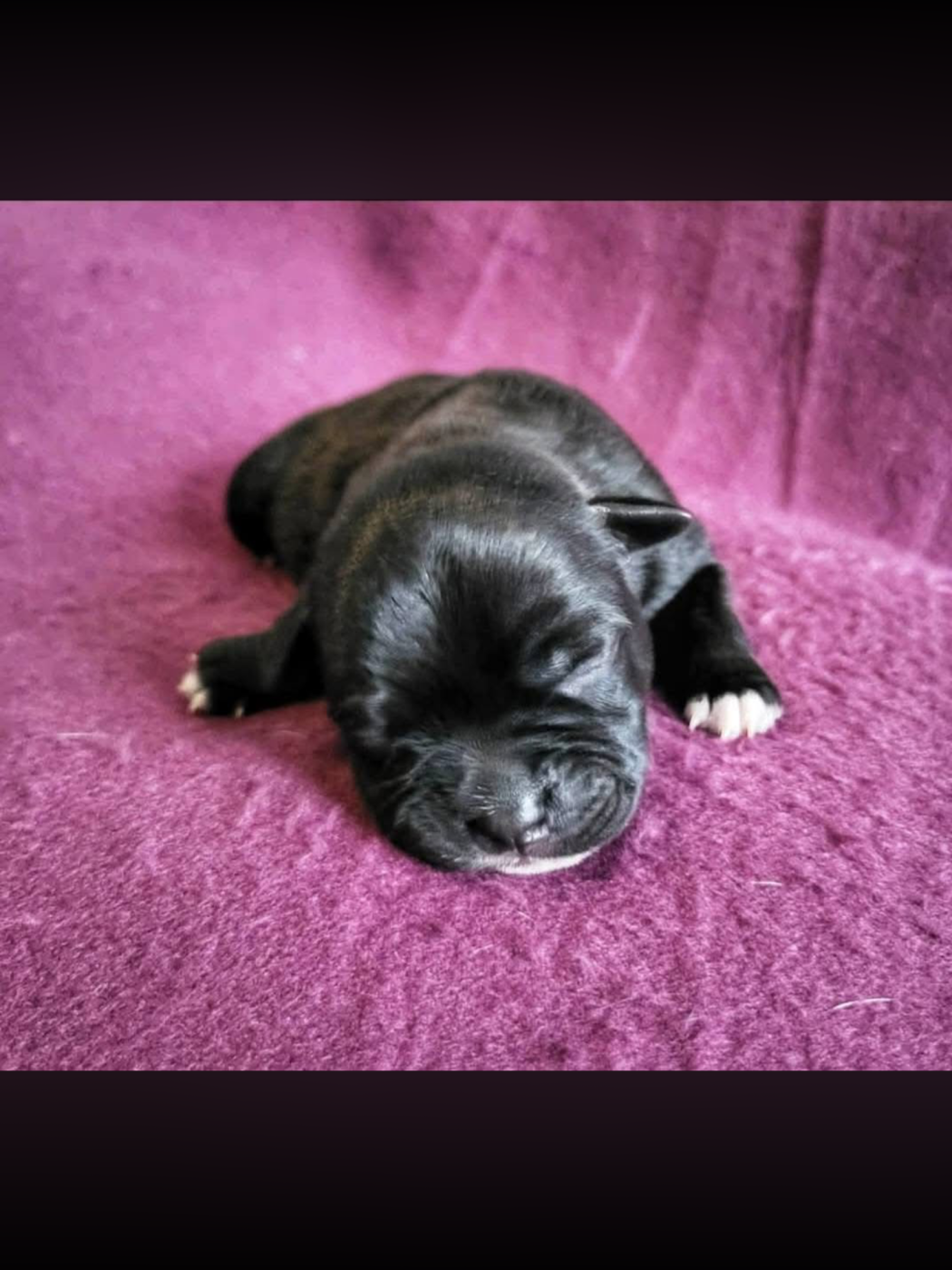 De La Taniere Du Staffie - Chiots disponibles - Staffordshire Bull Terrier